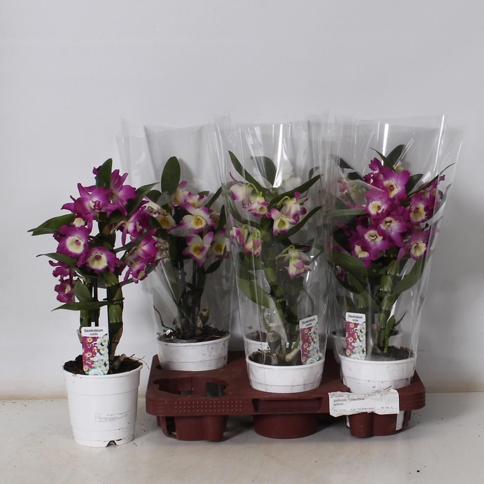 <h4>DEND NOBILE</h4>