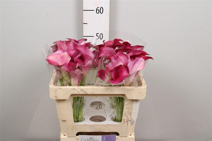 <h4>Zant Pink Jewel</h4>