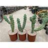 <h4>291 Myrtillocactus Geometrizans Boobie 24 cm 3 stek/pot</h4>