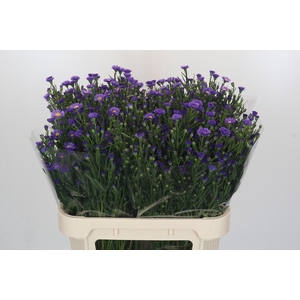 Aster Casamare