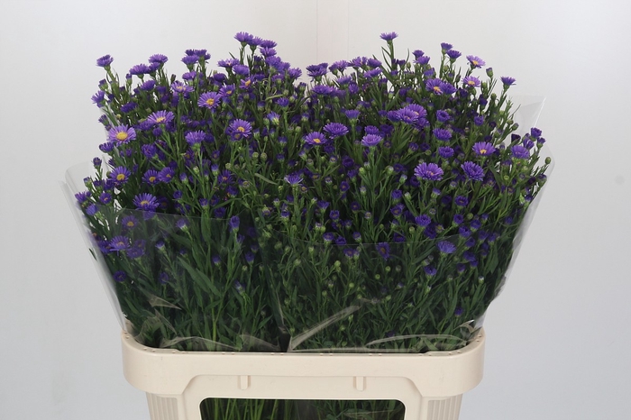 <h4>Aster Casamare</h4>