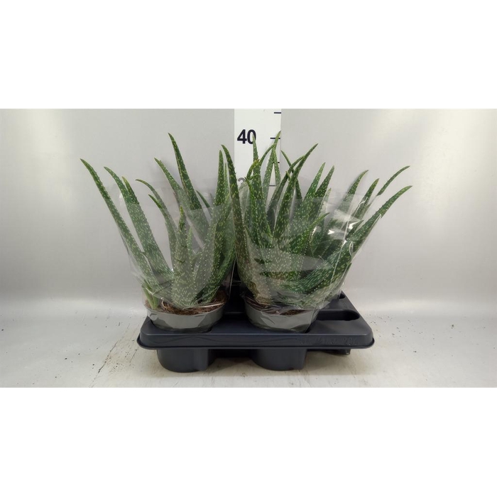 <h4>Aloe vera</h4>