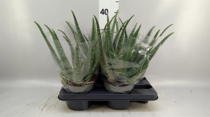 Aloe vera