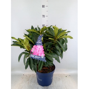 Rhododendron  'XXL Pink Tiger'