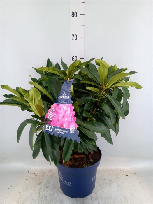 <h4>Rhododendron  'XXL Pink Tiger'</h4>