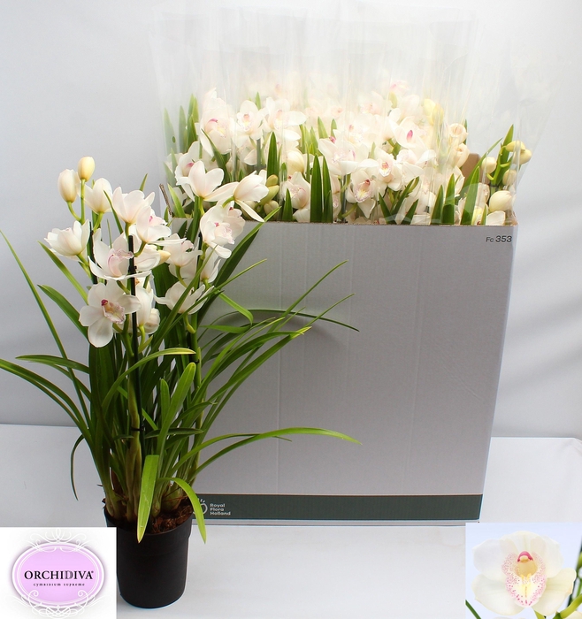 <h4>CYMB OVERIG</h4>