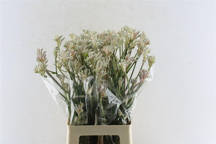 <h4>Anigozanthos Bush Diamond Grey</h4>