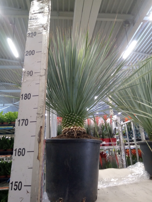 <h4>Yucca rostrata</h4>