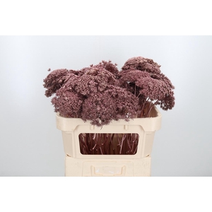 Ammi Zaad Kl Bh Rose Goud