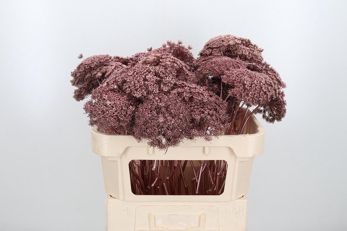 <h4>Ammi Zaad Kl Bh Rose Goud</h4>