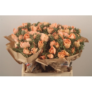 Anemone Powder Salmon