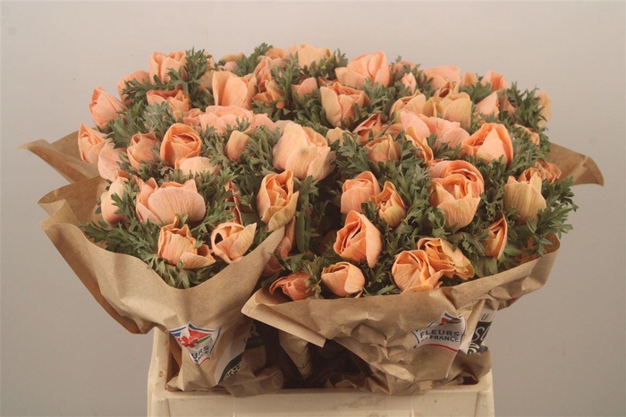 <h4>Anemone Powder Orange</h4>