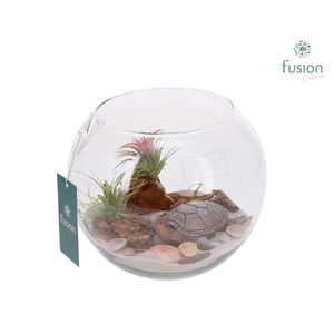 Glazen Vissenkom Maritiem met Tillandsia