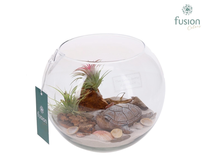 <h4>Glazen Vissenkom Maritiem met Tillandsia</h4>