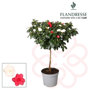 Azalea Flandresse® stam 'rood-wit' 30 cm