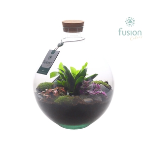 Terrarium Okaido Large met Arrangement 4pp
