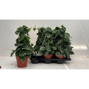 Scindapsus Pictus Silvery Ann 15Ø 50cm