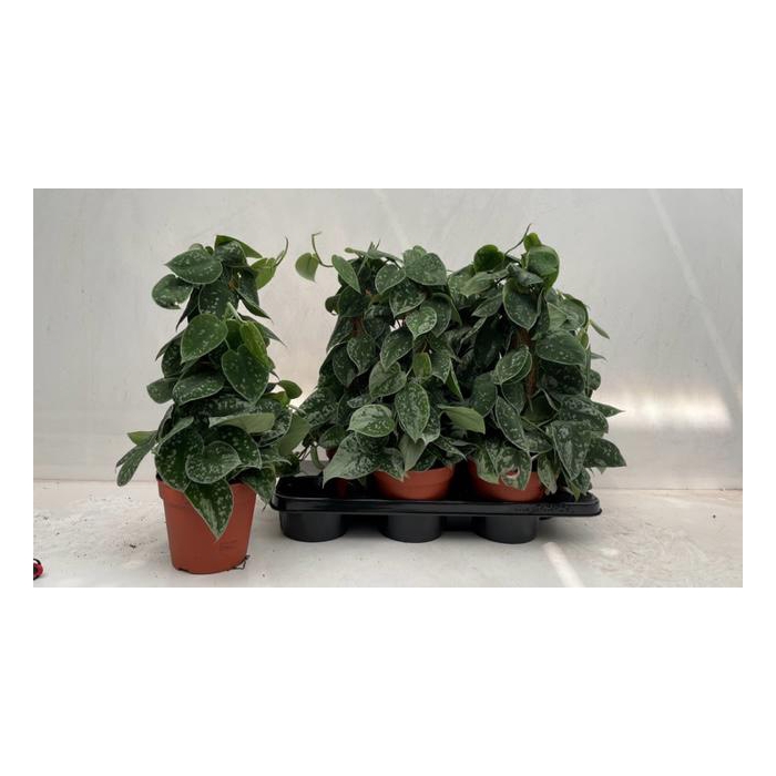 <h4>Scindapsus Pictus Silvery Ann 15Ø 50cm</h4>