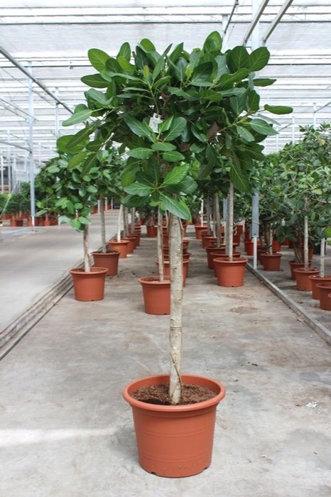 <h4>Ficus Benghalensis</h4>
