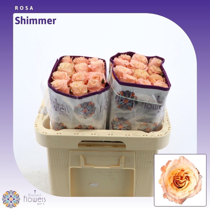 <h4>Rosa gr Shimmer</h4>