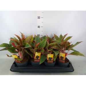 Aglaonema  'Crete'