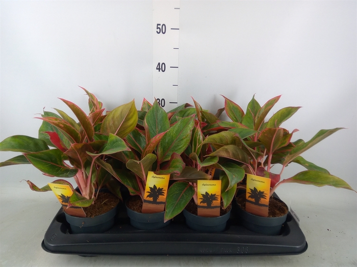 <h4>Aglaonema  'Crete'</h4>