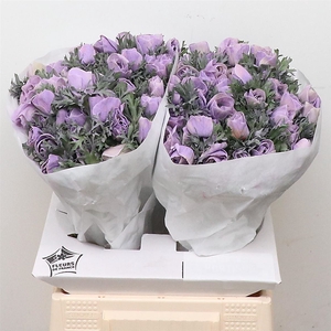 Anemone Powder Lavendel