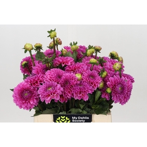 DAHLIA  'SANDRA'