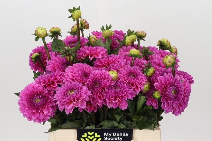 <h4>DAHLIA  'SANDRA'</h4>