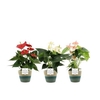 Anthurium 3 color mix PURE Valerie basket