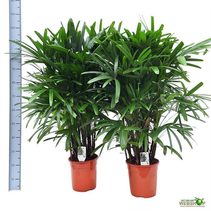 <h4>RHAPIS EXCELSA</h4>