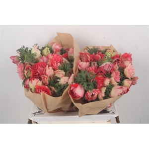 Anemone Fullstar Strawberry