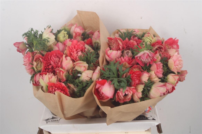 <h4>Anemone Fullstar Strawberry</h4>