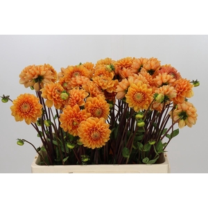 Dahlia Sylvia