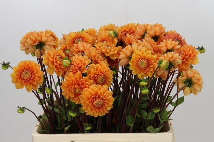 <h4>Dahlia Sylvia</h4>