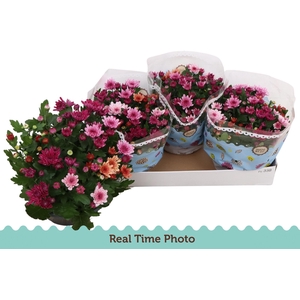 CHRYS MO AUB GEM POT