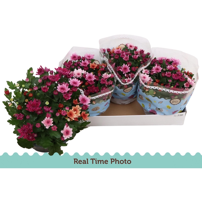 <h4>CHRYS MO AUB GEM POT</h4>