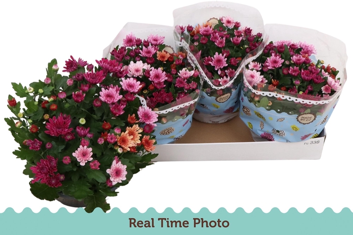 CHRYS MO AUB GEM POT