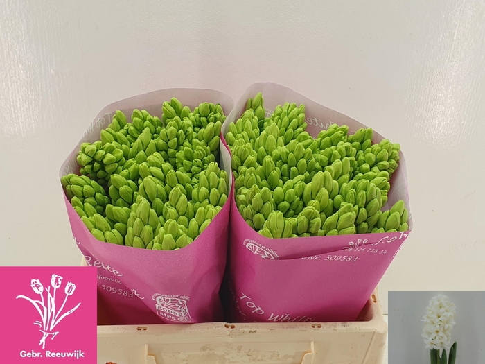 <h4>HYAC TOP WHITE</h4>