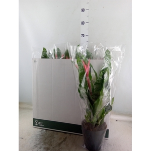 Aechmea fasciata 'Primera'