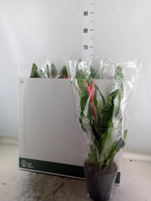 <h4>Aechmea fasciata 'Primera'</h4>