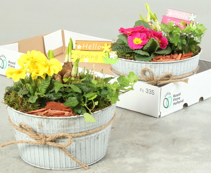 <h4>ARR TUINPLANTEN</h4>