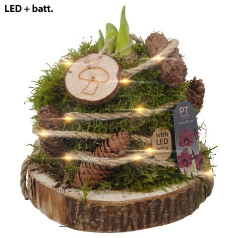 <h4>PTAA8858 Arrangement Amaryllis in mos gewikkeld met led op houten plank</h4>