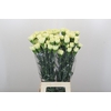 Dianthus St Lady Midori