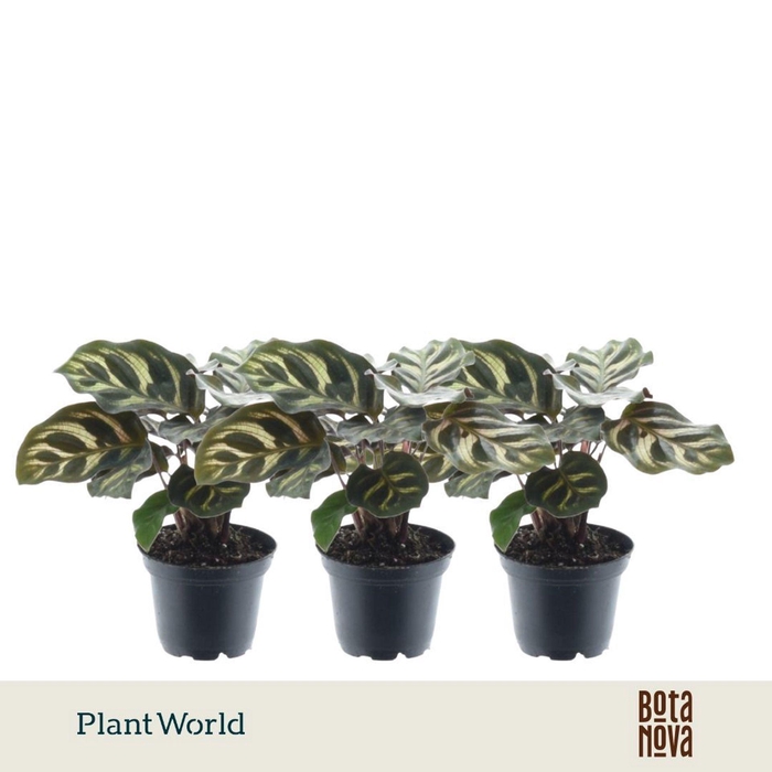 <h4>Calathea makoyana</h4>