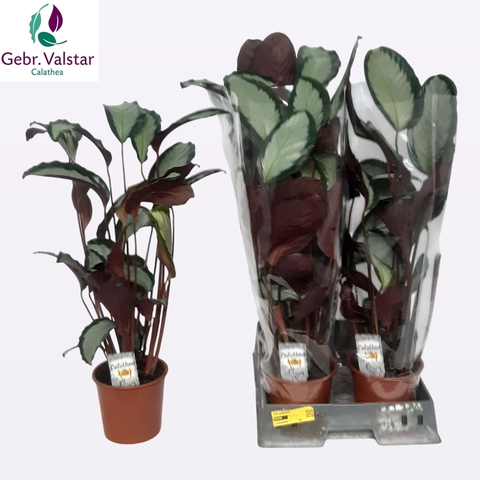<h4>CALAT PICT ARGENTEA</h4>