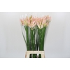 Nerine Bicolor Bionce