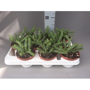 Crassula marnieriana