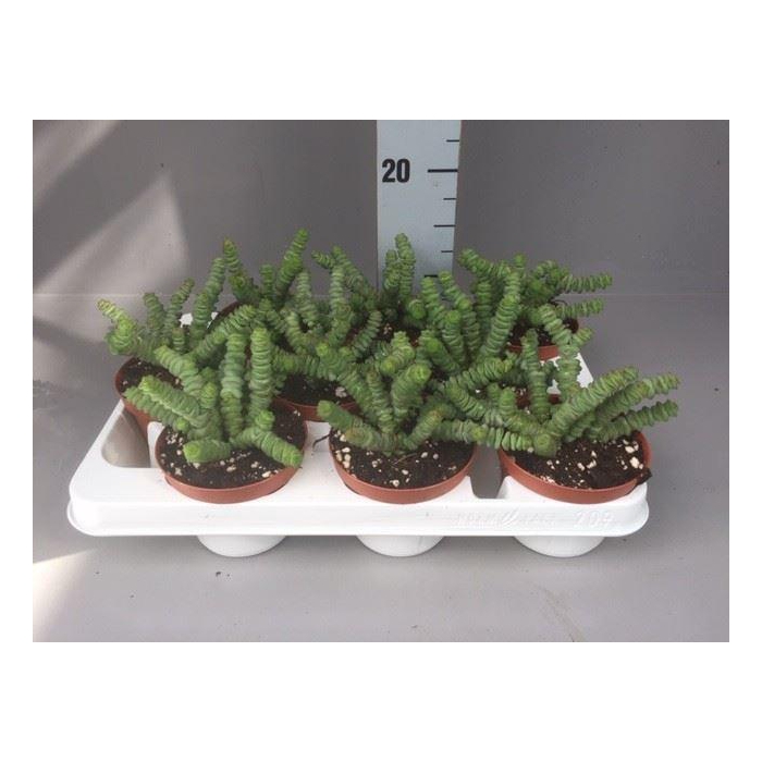 <h4>Crassula marnieriana</h4>