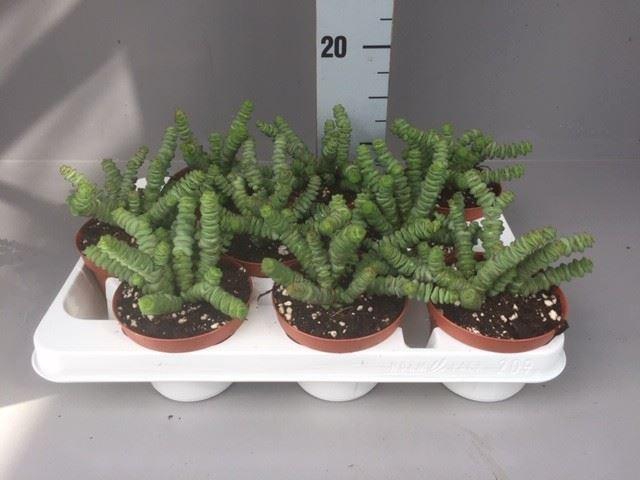 Crassula marnieriana